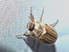 Amphimallon solstitiale